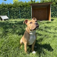 SKAI, chienne à adopter