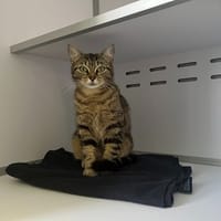 ADA, chatte à adopter