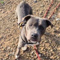 Blue, chien à adopter