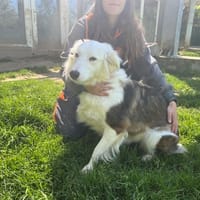 GHISLAINE OAA19986, chienne à adopter