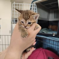 CLAIRE QCT, chatte à adopter