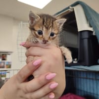 SEGOLEN QCT, chat à adopter