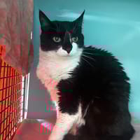 Chipie, chatte à adopter