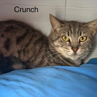 Crunch, chat à adopter