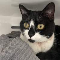 LILA, chatte à adopter