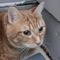 SOLEIL, chat à adopter