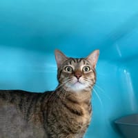 MAHO, chatte à adopter