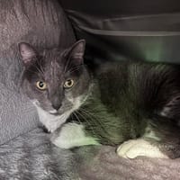 Gribou, chat à adopter