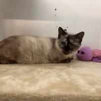 MAYA, chatte à adopter