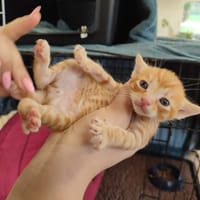 PAULIN QCT, chat à adopter