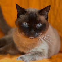 Chaussette, chatte à adopter