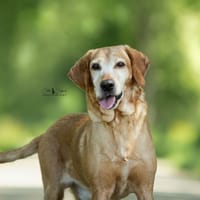 Gribouille, chien à adopter
