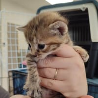 CHARLENE QCT (a trouvé sa famille), chatte à adopter