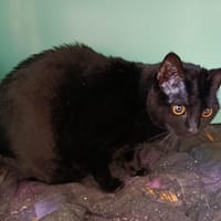 Bagheera, chatte à adopter