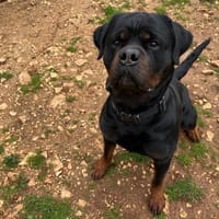 REEGAN, chien à adopter