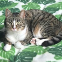 ERA, chatte à adopter