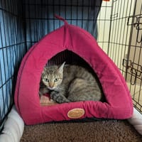 CLEMENTINE QCT, chatte à adopter