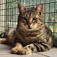 uron, chat à adopter