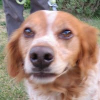 RYN, chienne à adopter