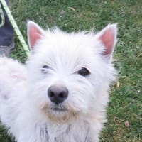 CASPER, chien à adopter