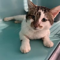 MILKO, chat à adopter