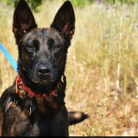 GUAPA, chienne à adopter