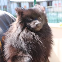 JULIO HAA24766, chien à adopter