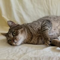 Chocolat, chat à adopter