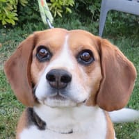 SHELBO, chien à adopter