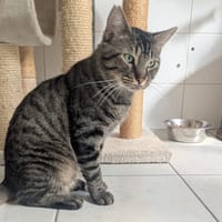 Buzz, chat à adopter