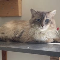 BOSTON, chat à adopter
