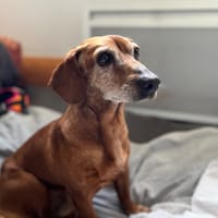 PATO, chien à adopter