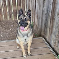 PERLOT, chien à adopter