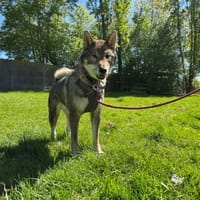 SAORO OAA19985, chien à adopter