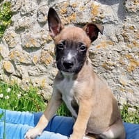 ALFA, chien à adopter