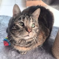 Jonny, chat à adopter