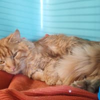 OSKAR, chat à adopter