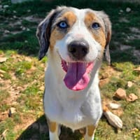 Lucy réservée, chienne à adopter