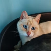 PUREE QCT, chatte à adopter