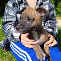 ZAYON, chien à adopter