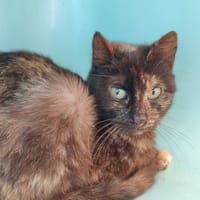 GAINE QCT, chatte à adopter