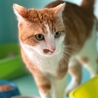 Zlatan, chat à adopter