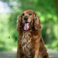 Pépito, chien à adopter