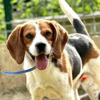 WALTER, chien à adopter