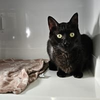 GABY, chat à adopter