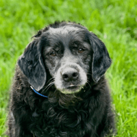 Robine, chienne à adopter