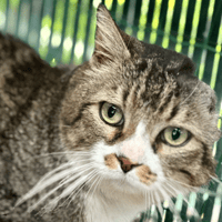 Maurice, chat à adopter