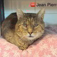 Jean pierre, chat à adopter