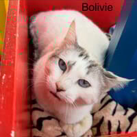 BOLIVIE, chat à adopter