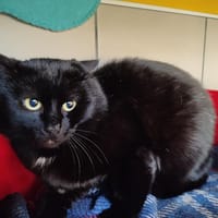 BENCO QCT, chat à adopter